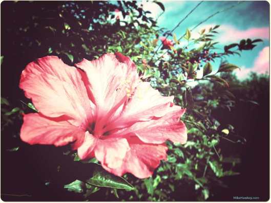 Hibiscus