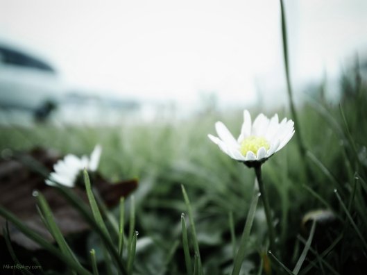 Bellis perennis
