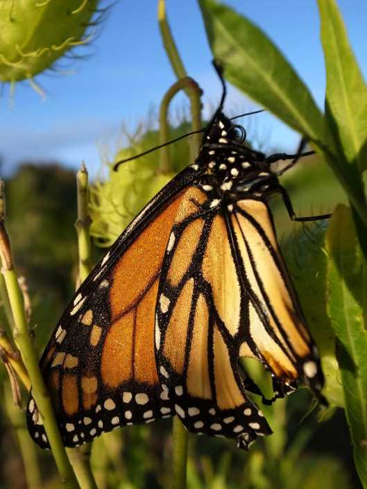 Monarch butterfly