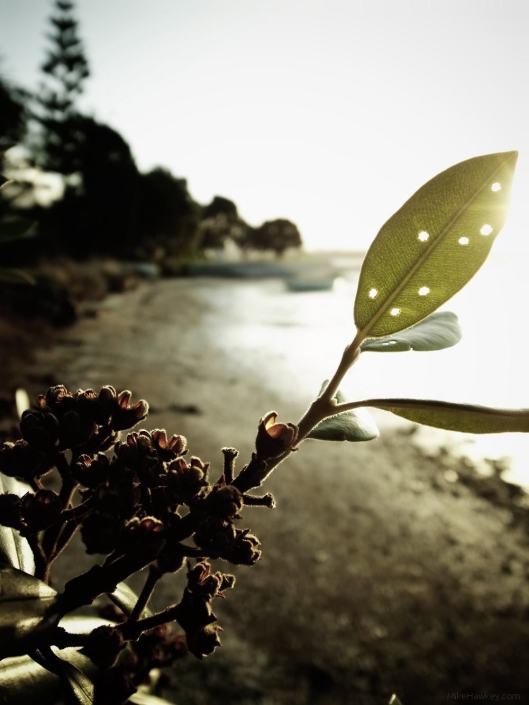 The Leaf With Holes in it
