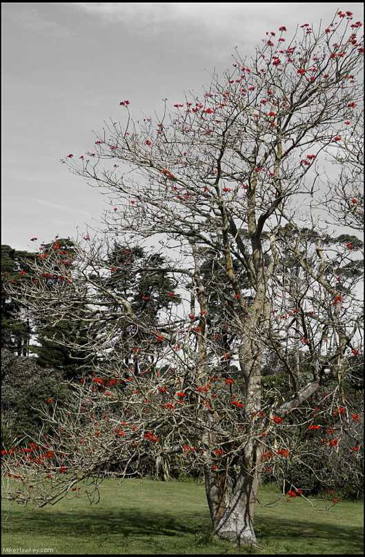 Red flower tree