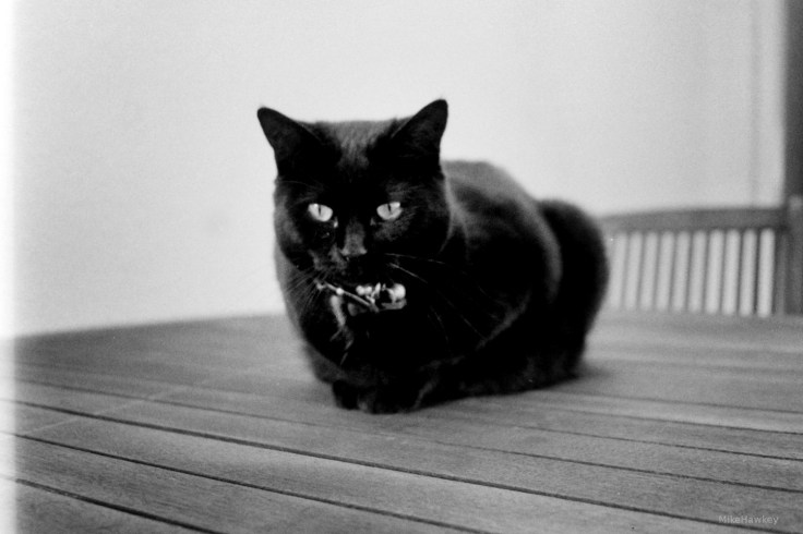 My beautiful picture