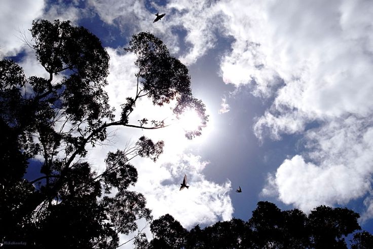 Swallows take Flight