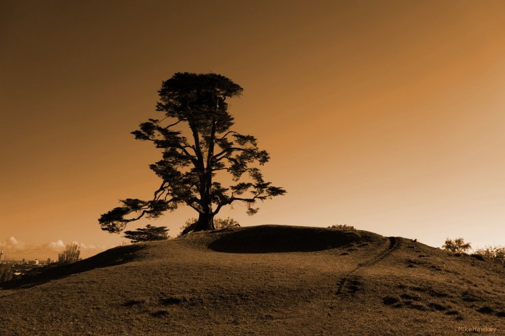 Tree on the Hill