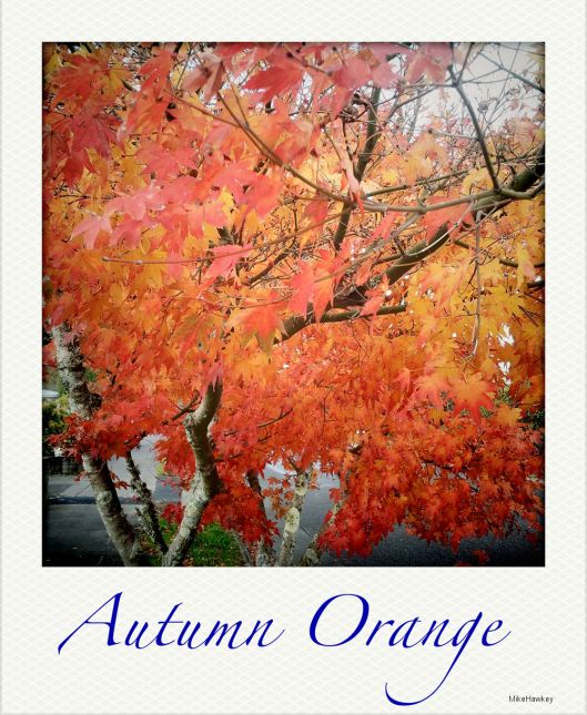 Autumn Orange