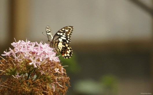 Butteryfly on Flower