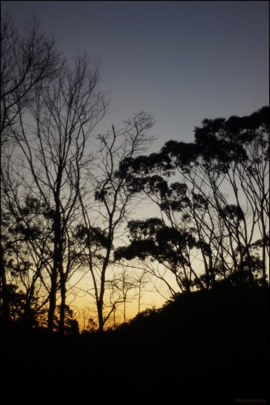 Sunset on Trees