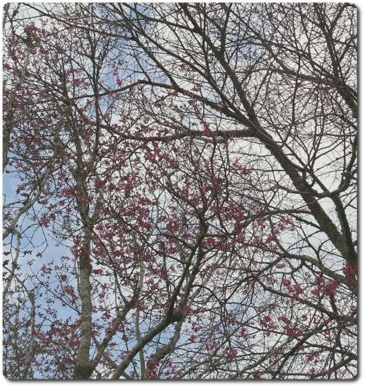 Pink flowered winter tree