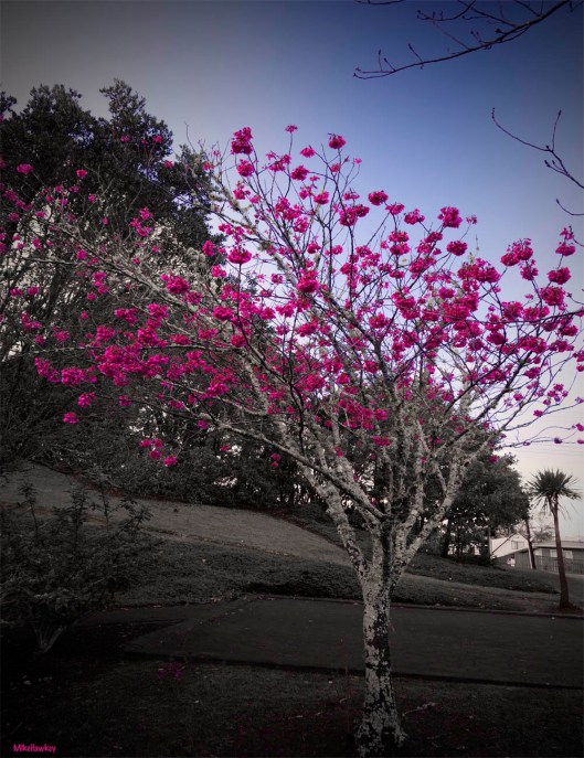 A splash of colour Monday