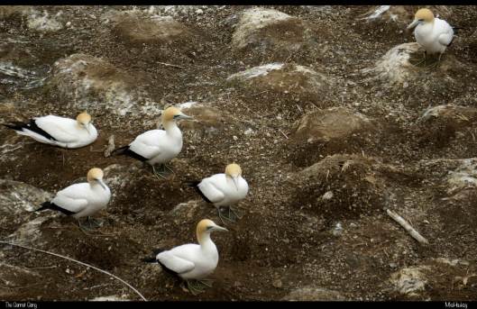 The Gannet Gang