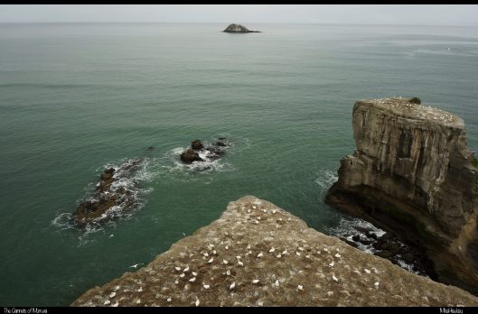 The Gannets of Muriwai