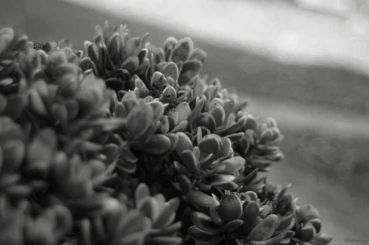 The Plant by the House