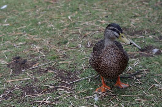 duck1