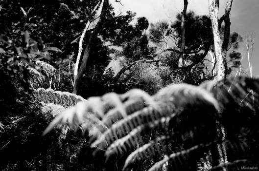 Lost in the Wilderness