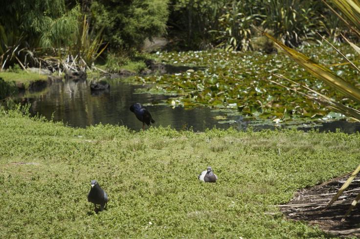 resting in the grass