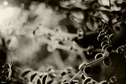 My beautiful picture