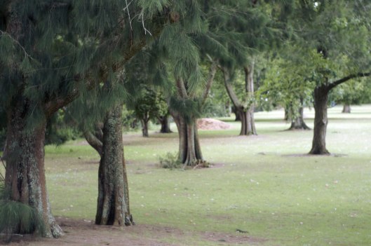 Trees at the springs