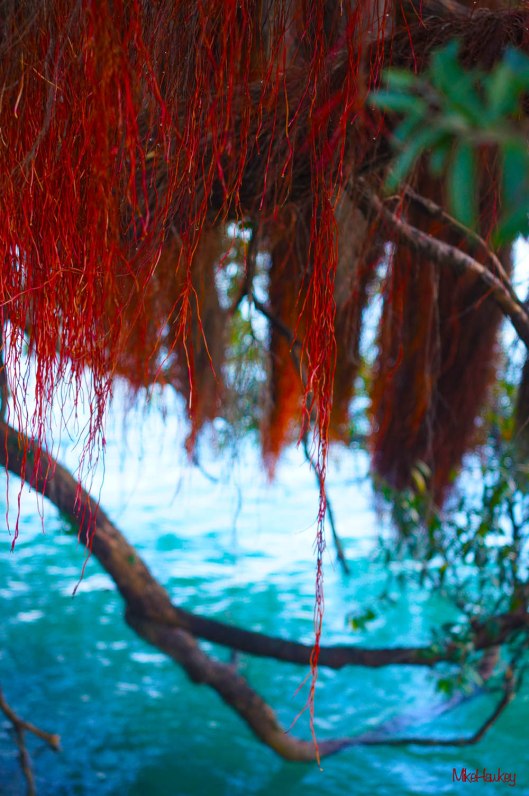 By the Water, Under the Tree