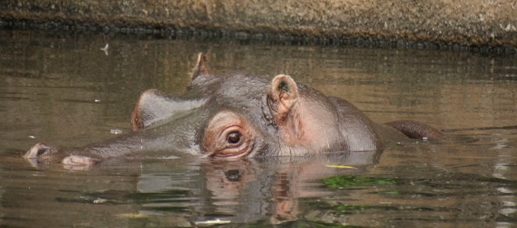 Hippo