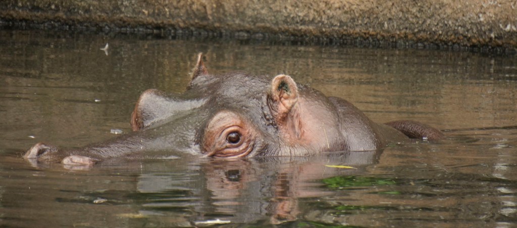 Hippo