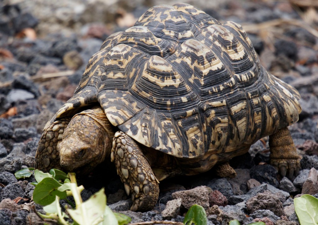 Home is where the shell is