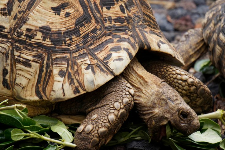 Home is where the shell is2