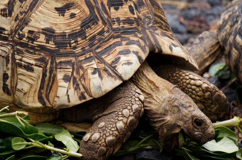 Home is where the shell is2