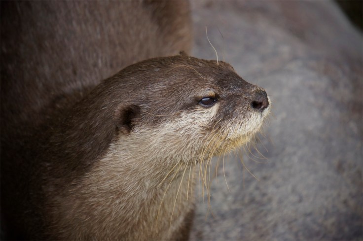 Otter1