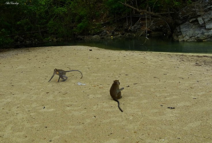 Monkeys on Sand 2