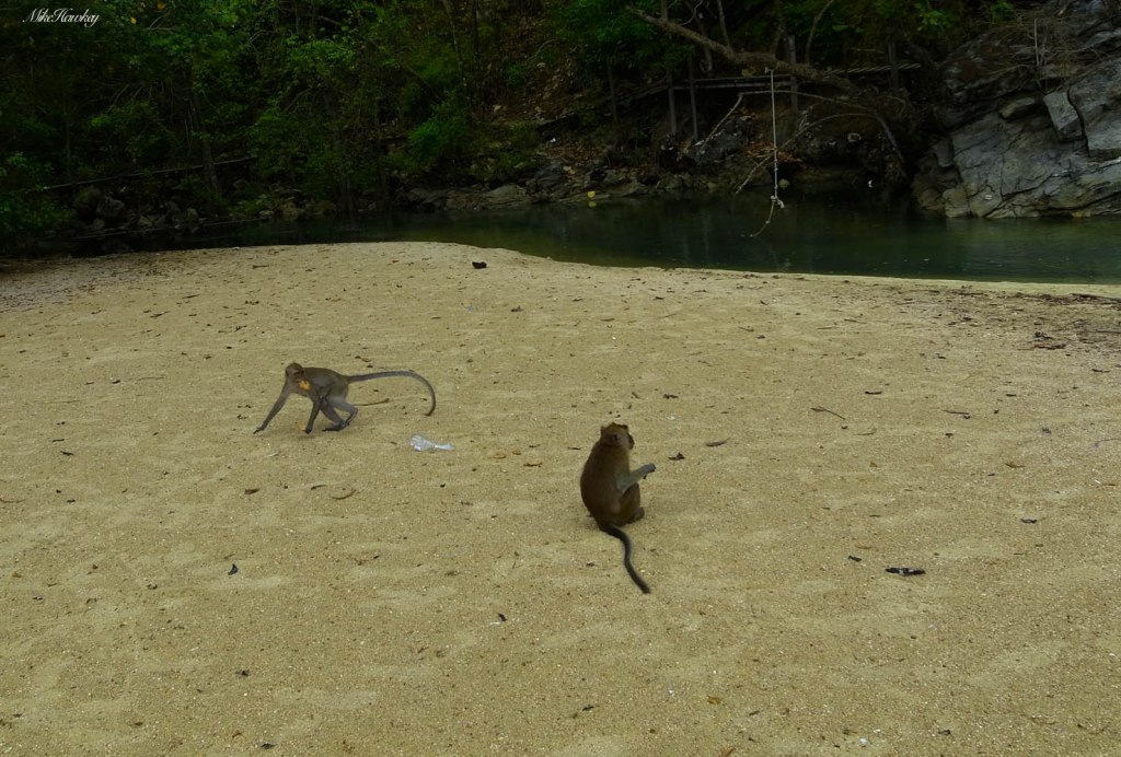 Monkeys on Sand 2