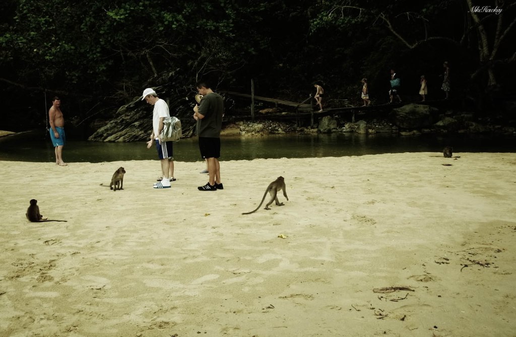 Monkeys on sand 3