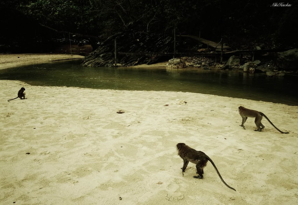 Monkeys on Sand