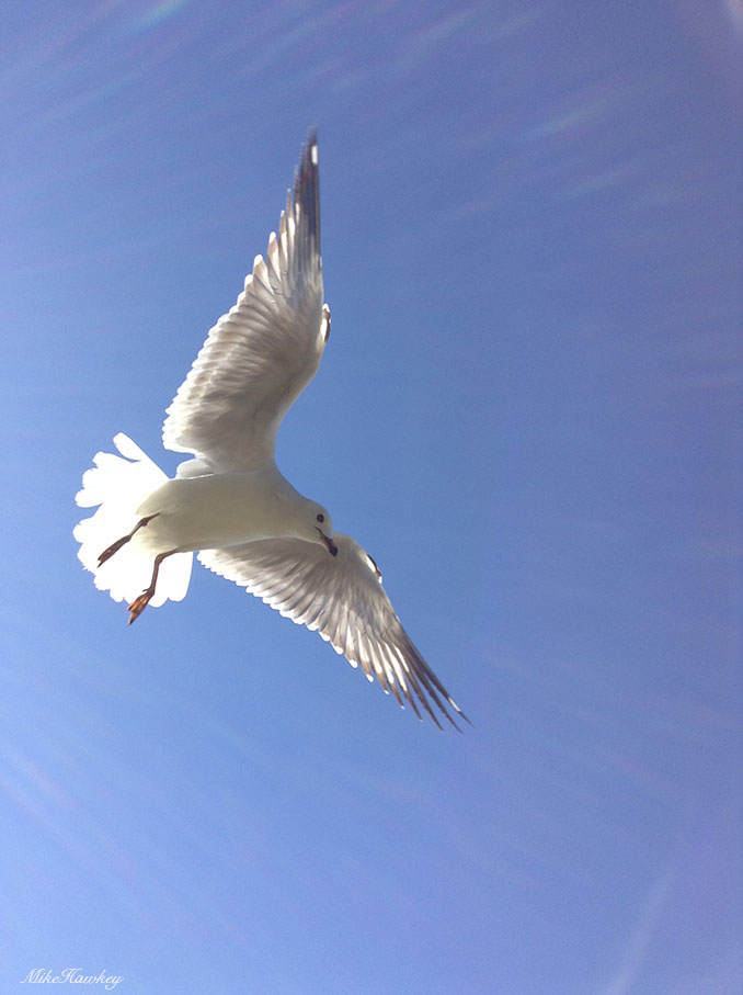 seagull final