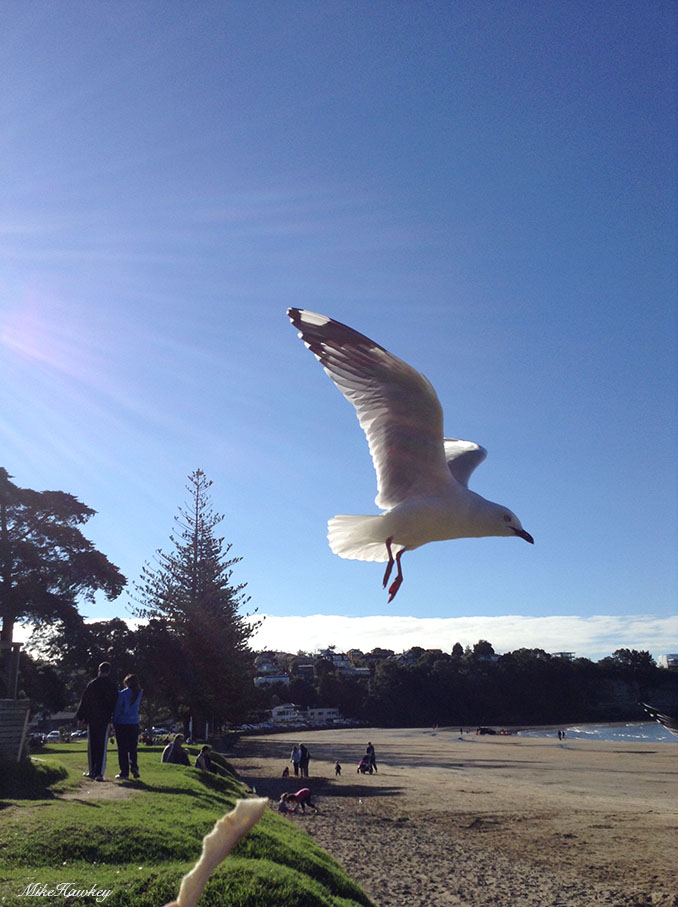 seagull2