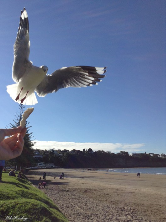 seagull3