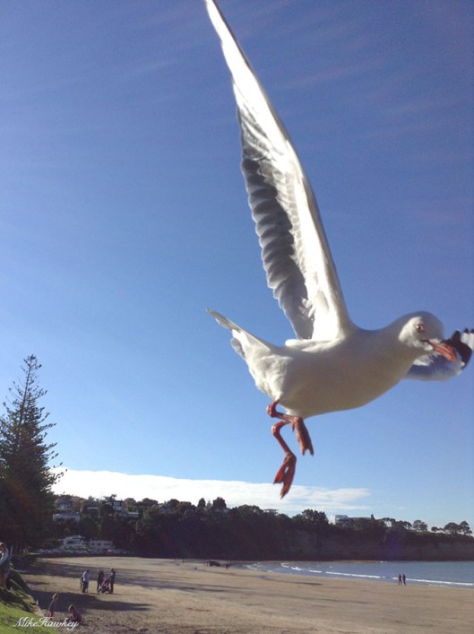 seagull4