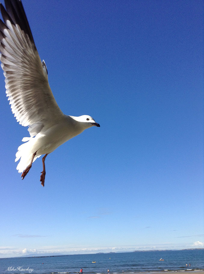 seagull6