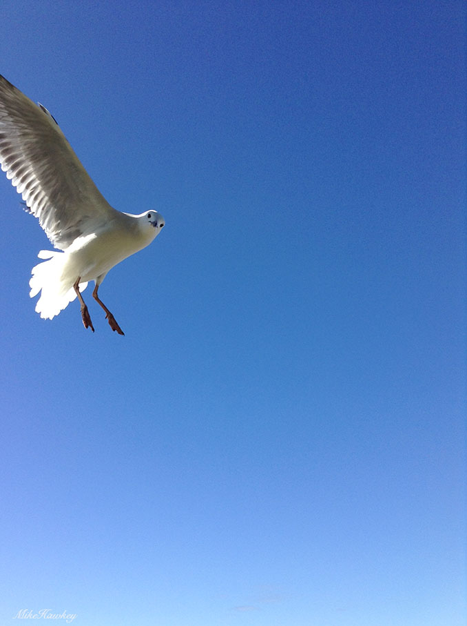 seagull7