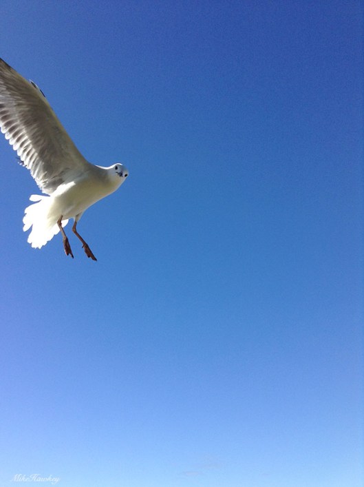 seagull7