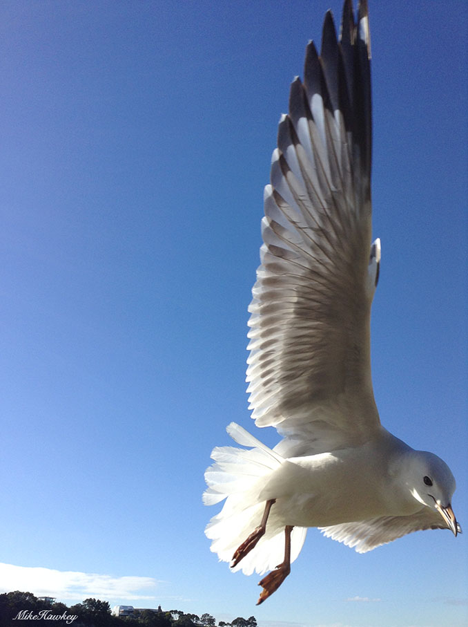 seagull8