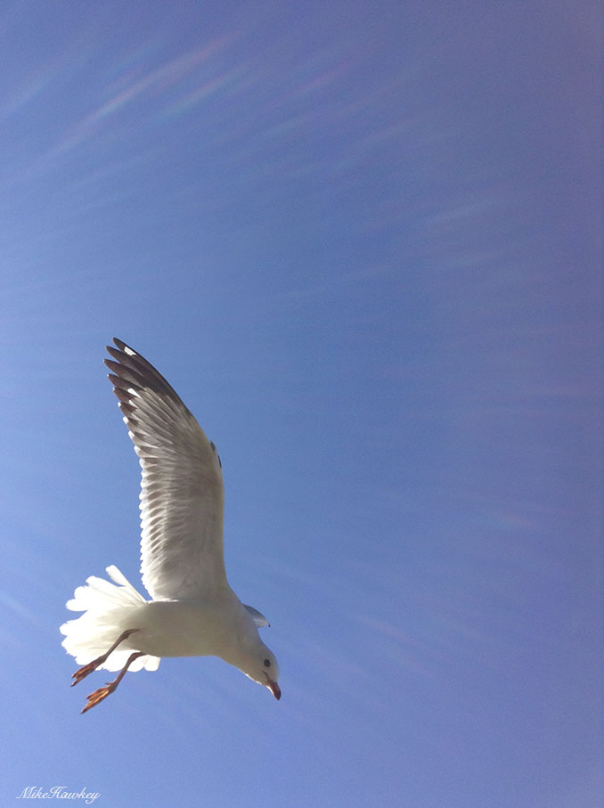 seagull9