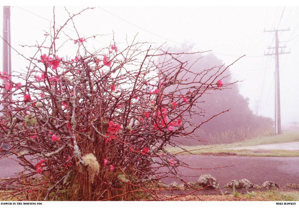flower in the morning fog