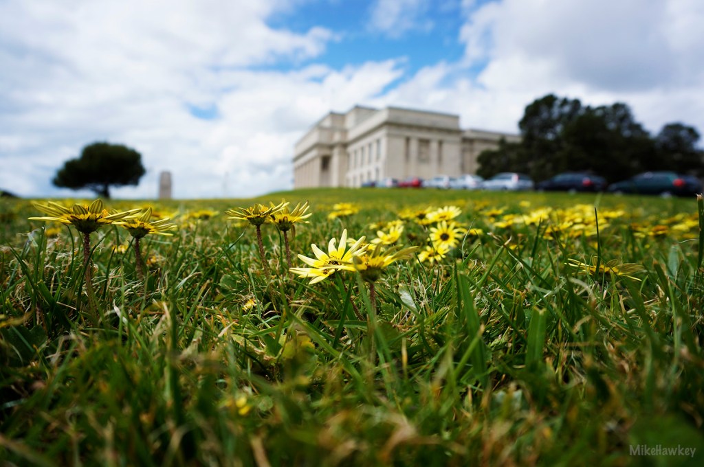 What the Flowers See